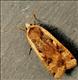 2107 (73.342)<br>Large Yellow Underwing